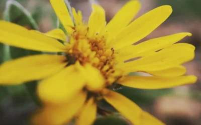 Contenido Evergreen: La Clave para un Tráfico Constante y SEO Efectivo